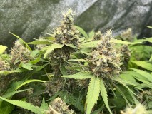 F57B80D9-A1ED-468C-8804-81F6D1F85852