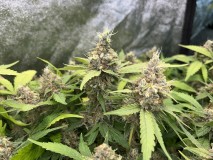 D0B18FC0-5A51-4C12-A56F-E7B52AD0B350