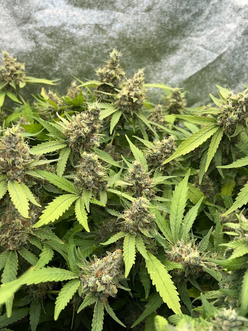 82DED4E2-EE61-4D25-8135-23E76EF9EF99