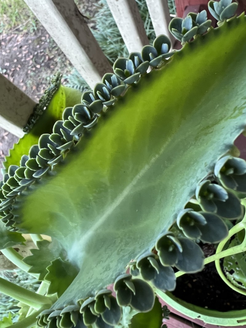 4A49F872-EBCB-46A9-B53E-EEAA6306DF55