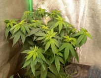 Screenshot_20221012-123200_WhatsApp