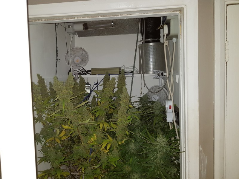 Agent Orange & Exodus Cheese