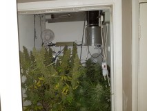 Agent Orange & Exodus Cheese