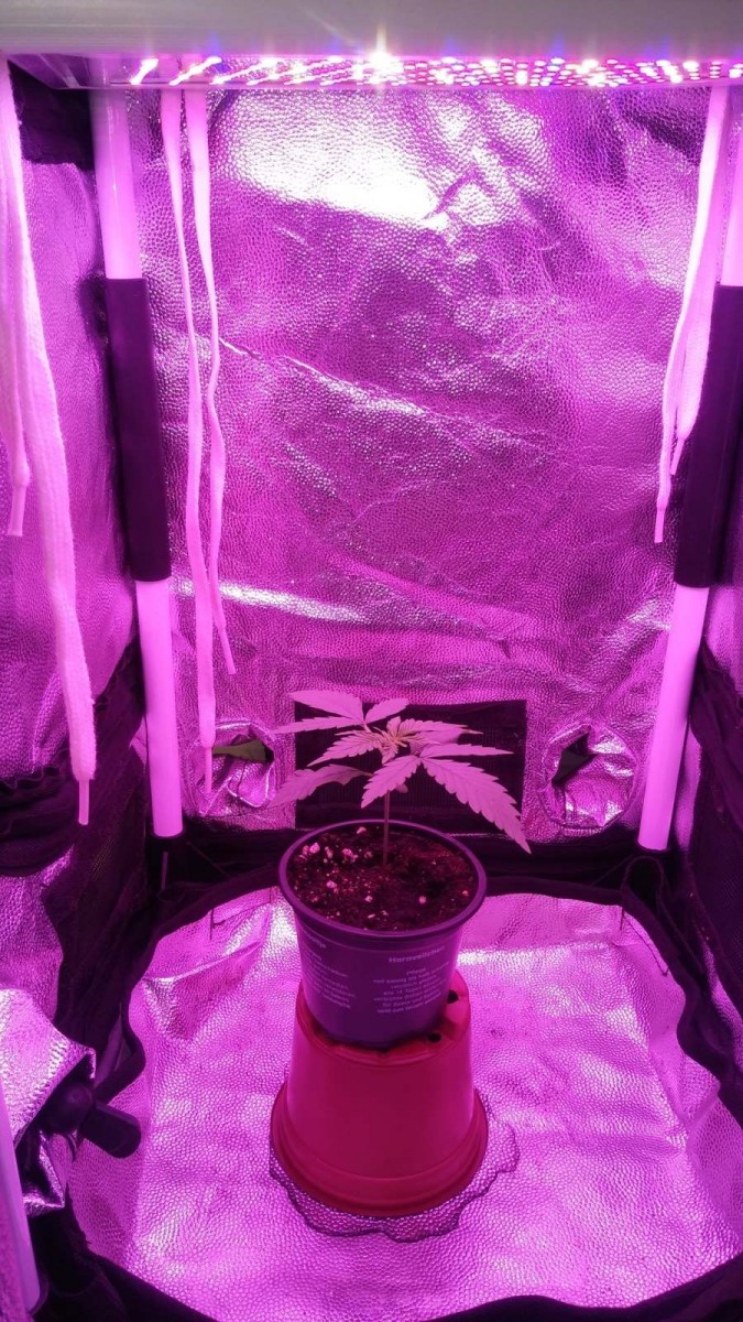 SEEDLING WEEK 2