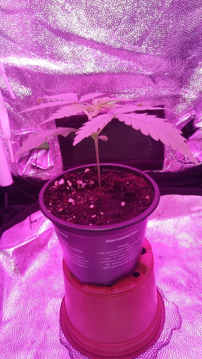 SEEDLING WEEK 2