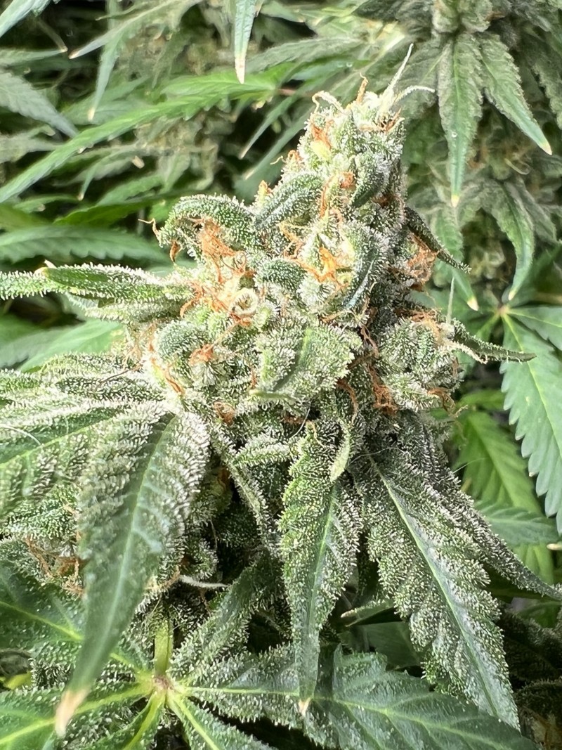 68B27C7B-1E59-4BF5-86D2-89911FFF3CCB