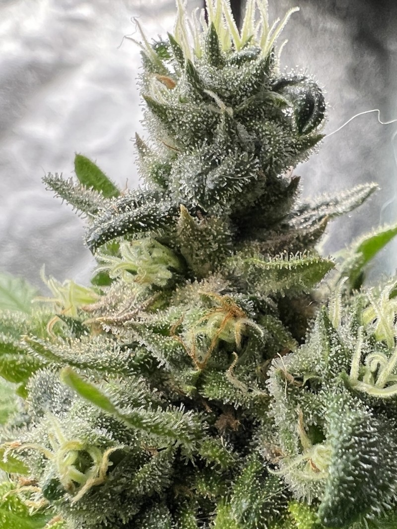 4D546FFD-2F4D-426C-A386-092C6F23B178