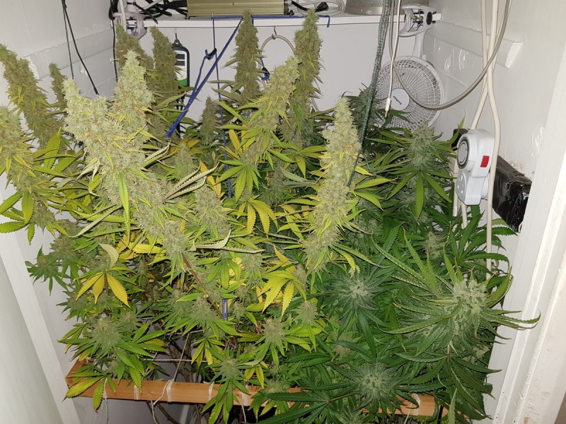 Agent Orange & Exodus Cheese