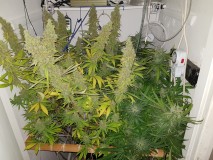 Agent Orange & Exodus Cheese