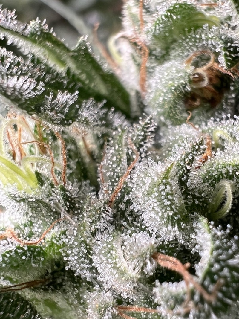 35746D04-24E1-411D-9850-C4DB7F865E18