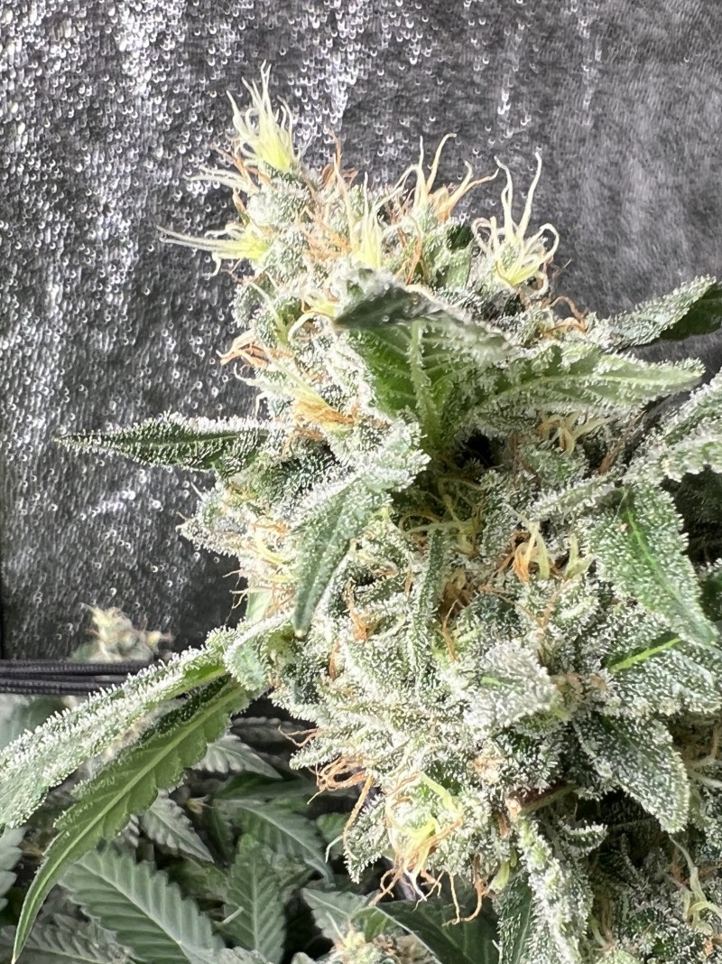 0046FF07-7935-46DE-A5E9-9D92FE6D888A