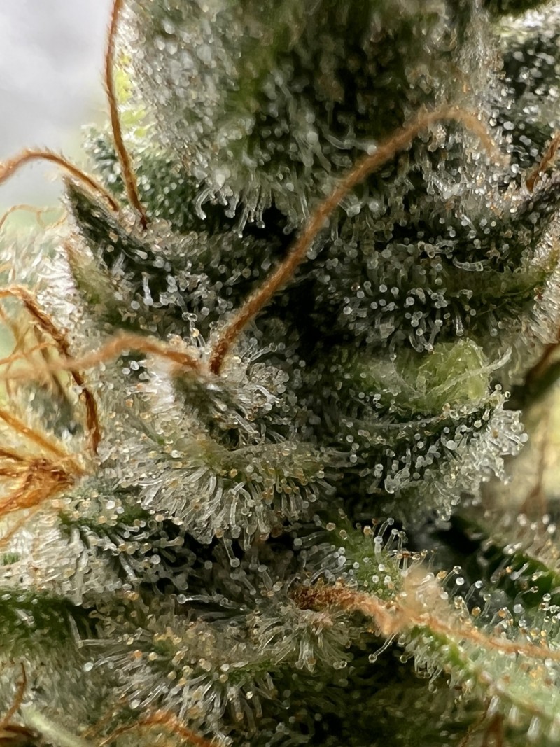 7F62AA3F-FC31-40C6-AE5B-31F8CD322293