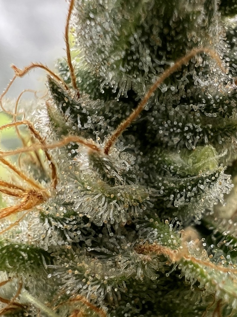 120CF8C3-0122-4B66-995A-5203ABA820AA