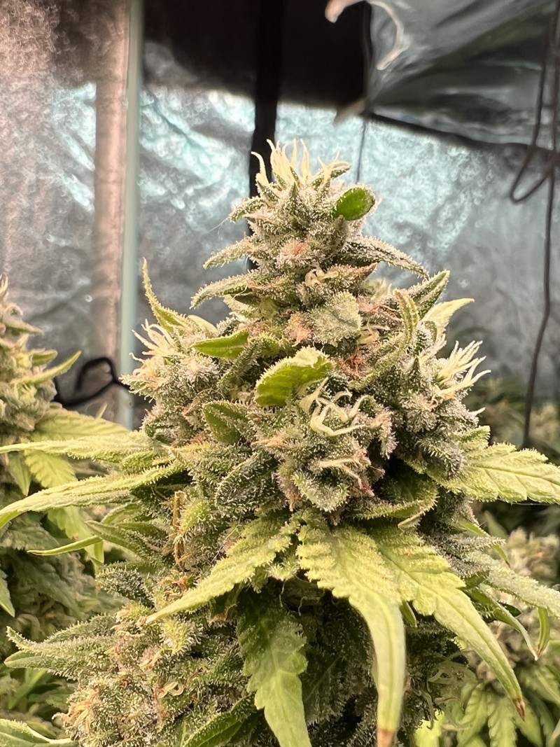 CD6FDF2D-9993-4B4E-A7B9-DD49306BA6F9