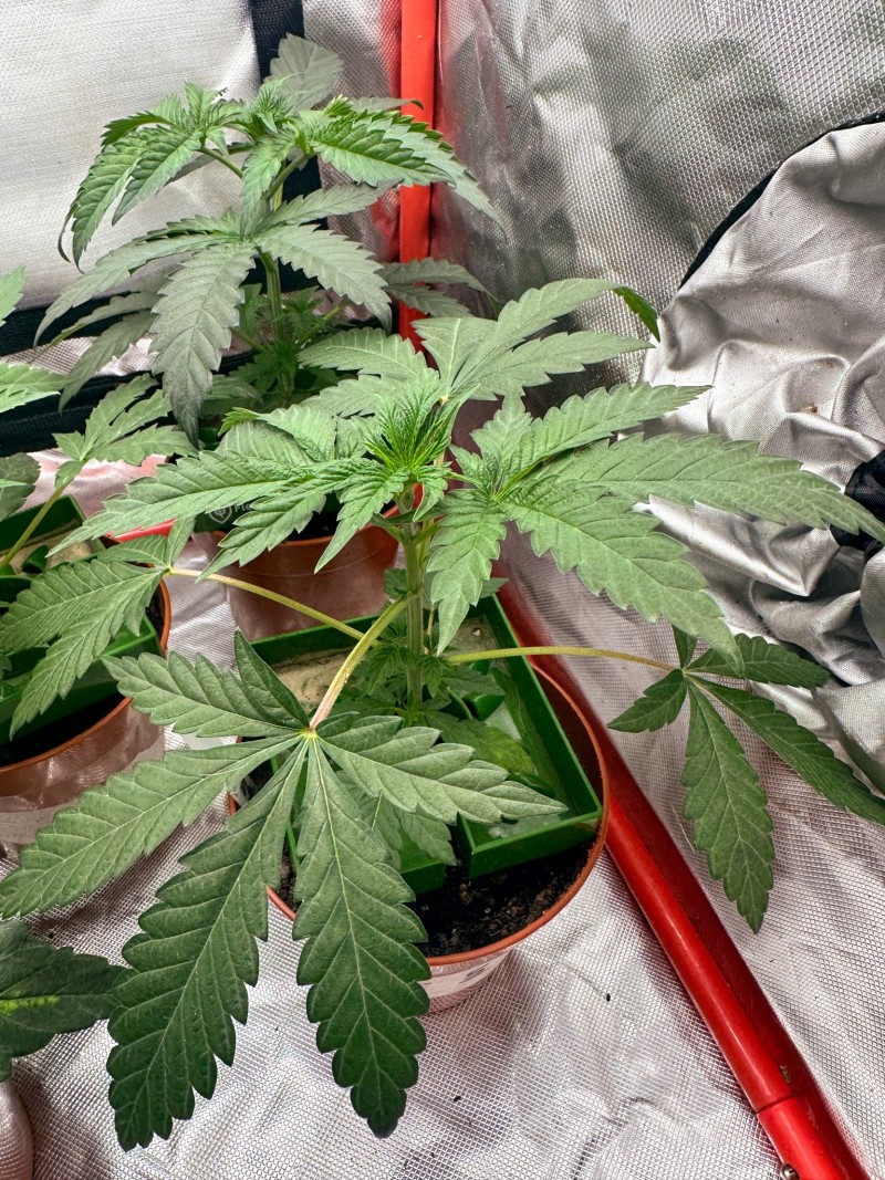 CC1F4C89-AB3B-47A7-B554-5A10A40D3484