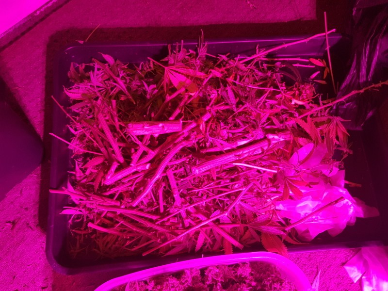 Agent Orange & Exodus Cheese