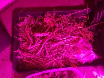 Agent Orange & Exodus Cheese