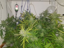 Agent Orange & Exodus Cheese