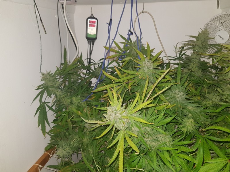 Agent Orange & Exodus Cheese