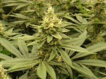 188997C9-5027-4161-8F11-2026ABA6CEE1