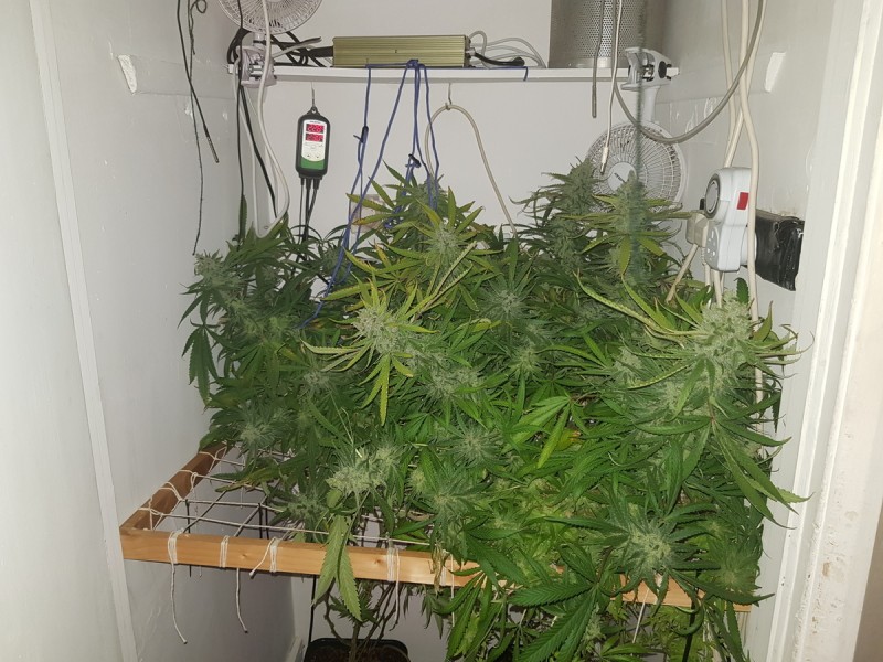 Agent Orange & Exodus Cheese