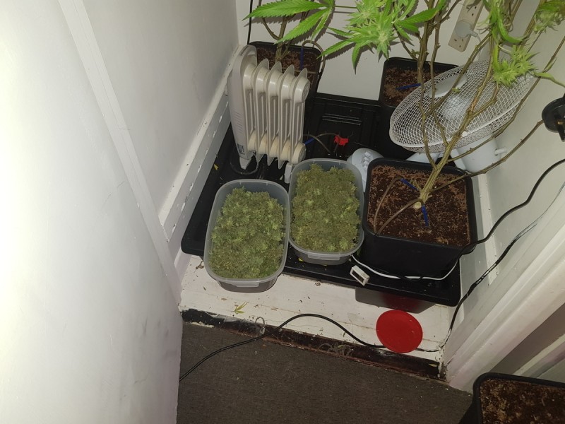 Agent Orange & Exodus Cheese