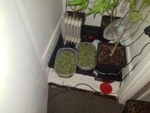 Agent Orange & Exodus Cheese