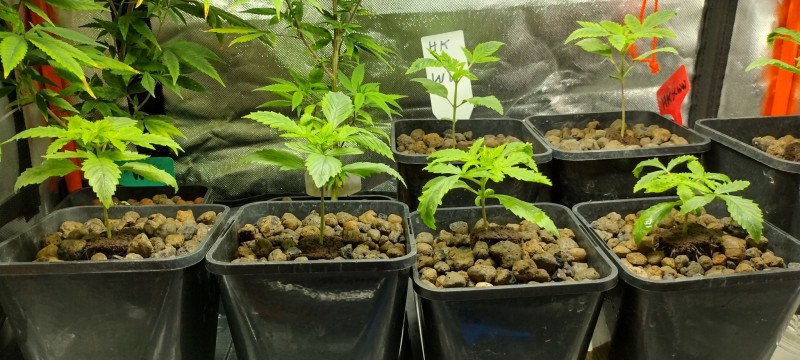 IMG_20221016_190948909_HDR