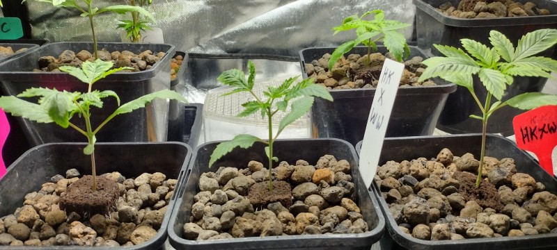 IMG_20221016_190858390_HDR