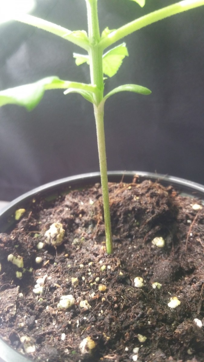 SEEDLING WEEK 2