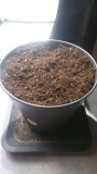 SEEDLING WEEK 2