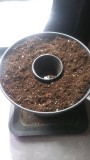 SEEDLING WEEK 2