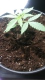 SEEDLING WEEK 2