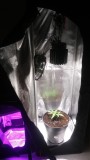 SEEDLING WEEK 2