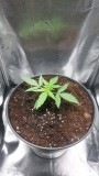 SEEDLING WEEK 2