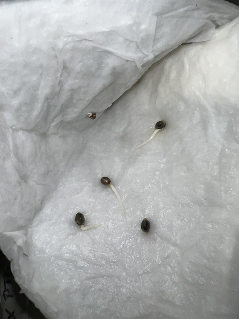 F5D7C6F8-C9AF-406D-8ABF-2AD47BB47BDC