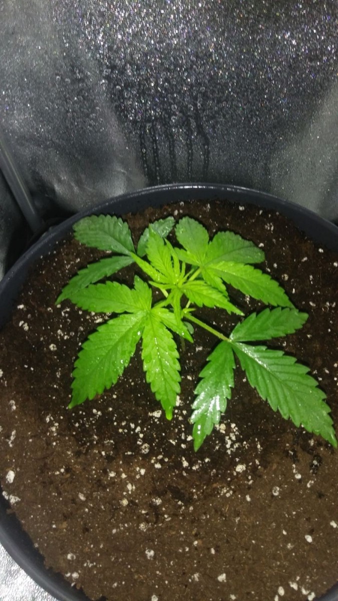 WEEK 1 GROW