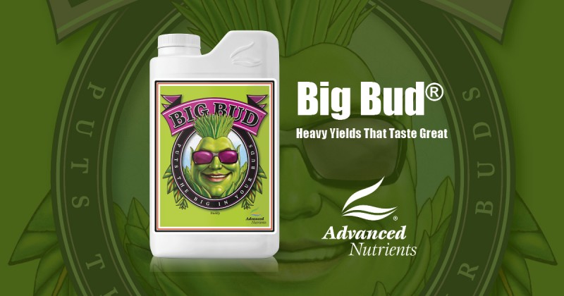 big bud 1