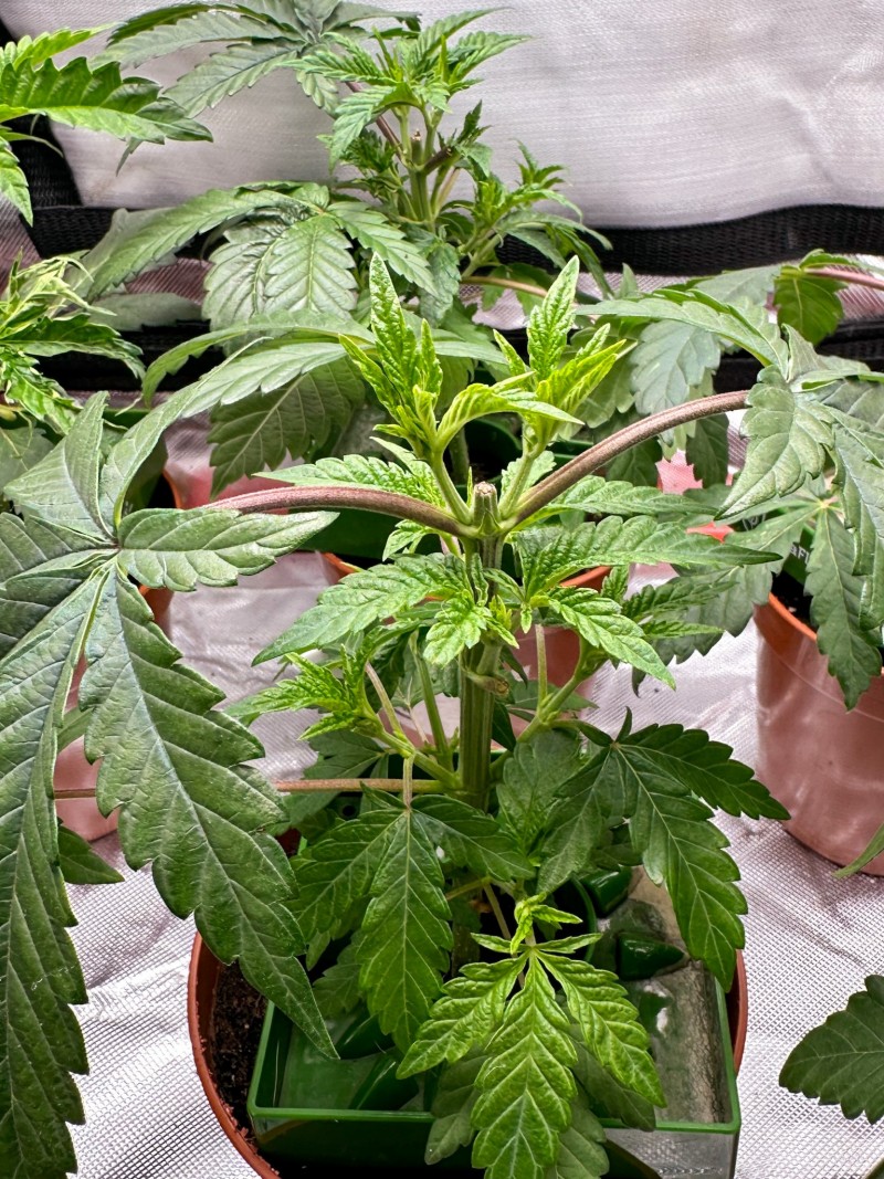 B20DF279-8B55-45DD-B3EF-216E35BBF540