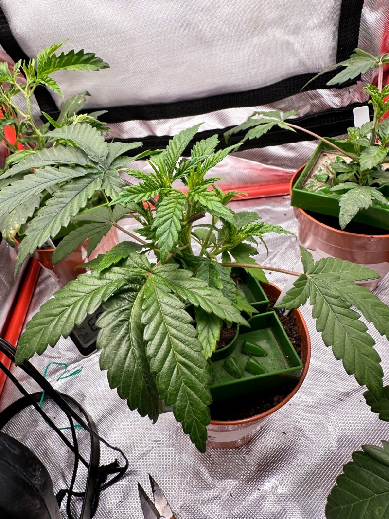 93AC0F6D-9F59-4E09-B986-20D6CA80319A