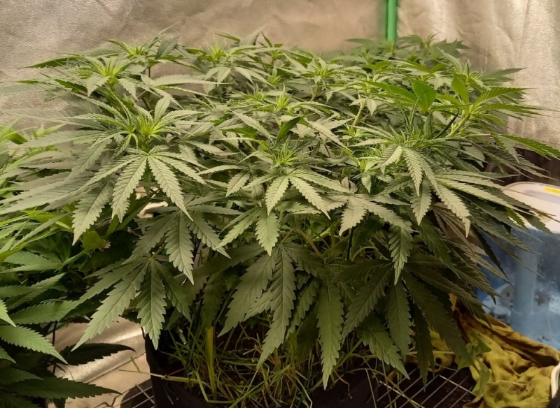 Screenshot_20221020-205008_DuckDuckGo