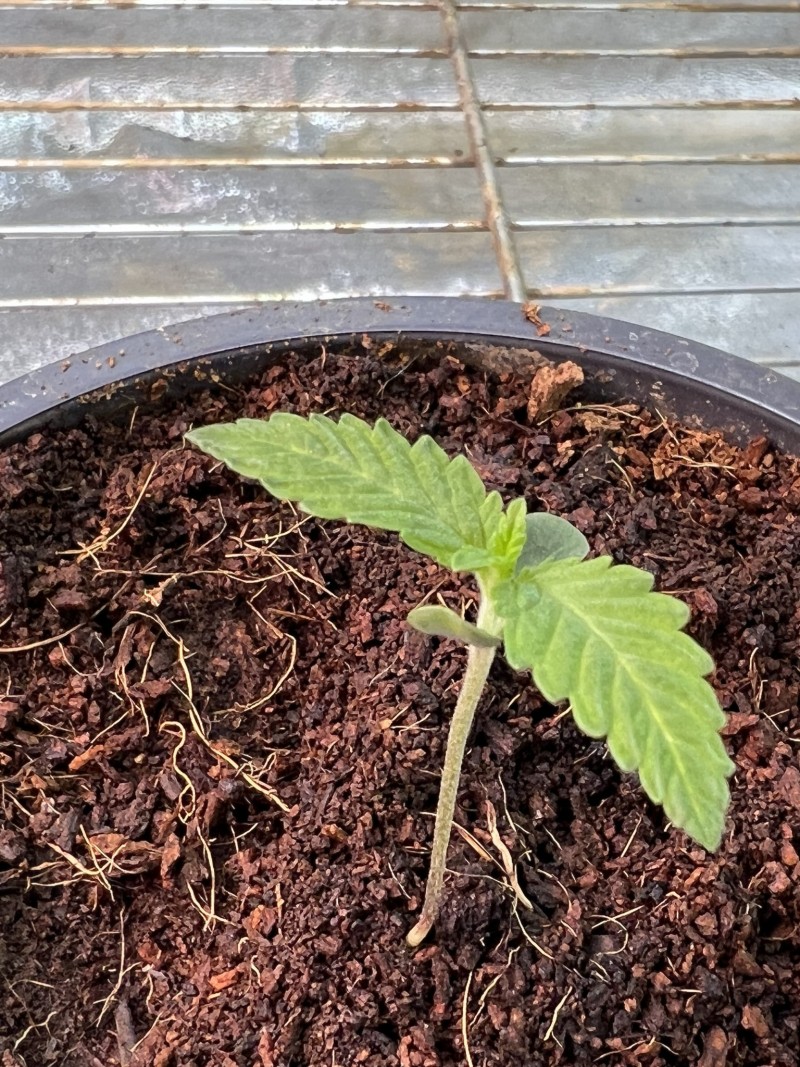 A8683054-7AC3-4D28-BC19-D54D1E899089