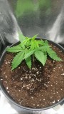 WEEK 1 GROW