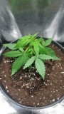 WEEK 1 GROW