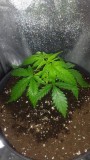 WEEK 1 GROW