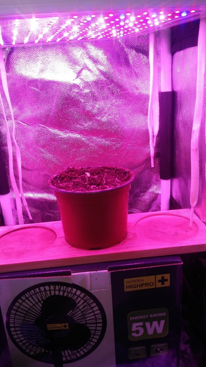 SEEDLING WEEK 1