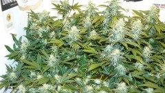 refit and bruce 26 10 22 017