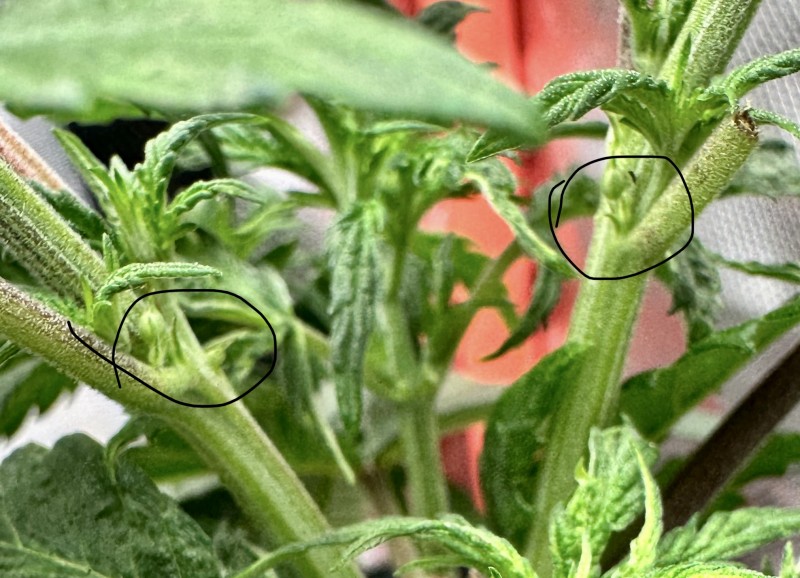 253FB043-F7FE-439E-BACD-81680368CA9F