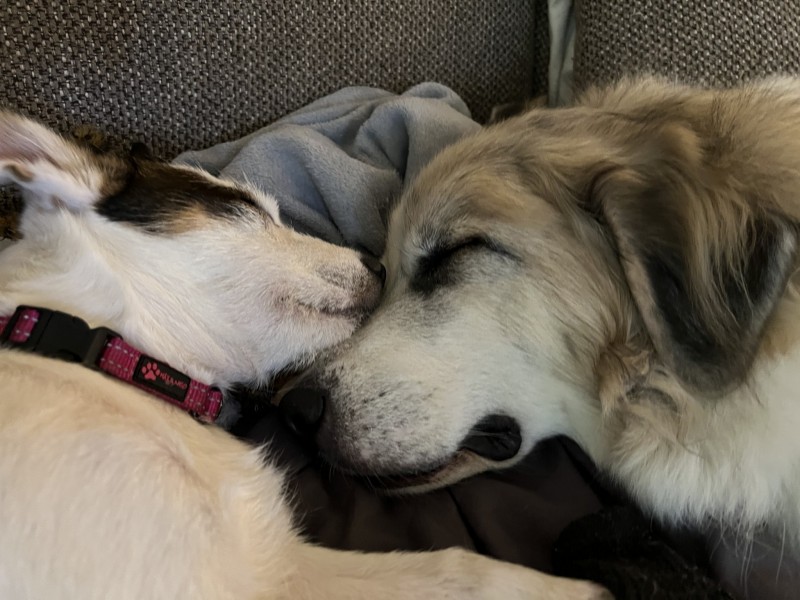 019ED29C-0813-47C3-9FE7-E4F7ED005EE2