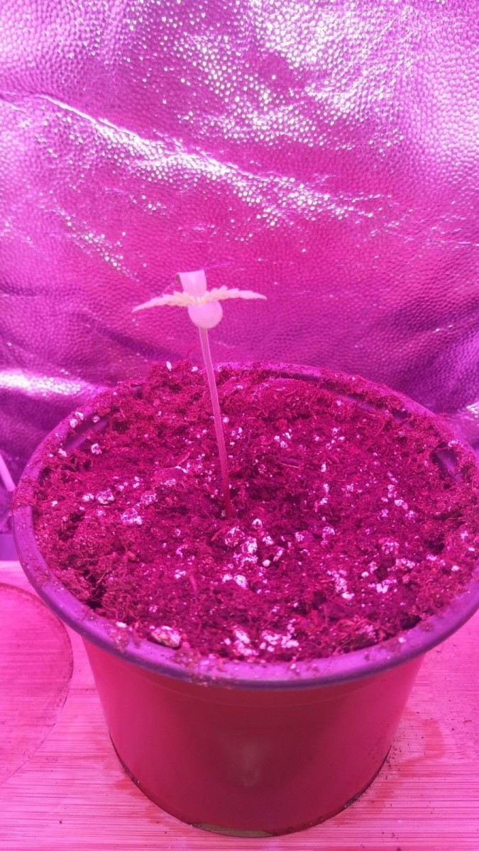 SEEDLING WEEK 1